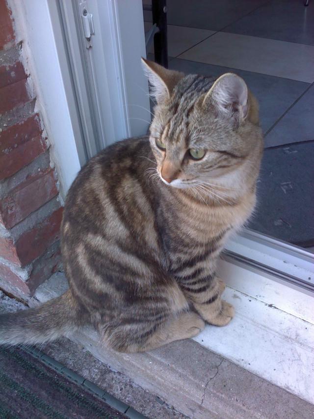 Mon doudou Réglisse. NOUVEAU SUJET CHEZ LES CHATS ADULTES - Page 9 R-glisse-252-279a492