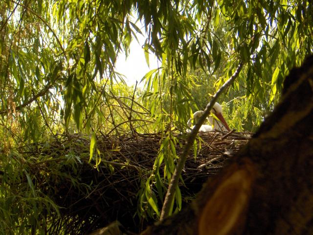 Blog de xylenia : Folle n'est pas qui veut, Séjour en Alsace :)