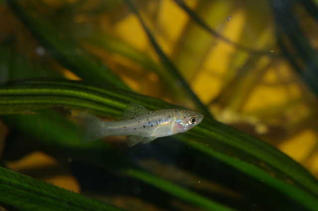 Xiphophorus helleri, Rio Atoyac , Mexique Sg1l8974-279f892