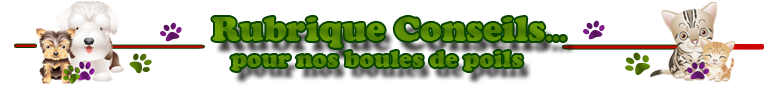 Rubrique Conseils